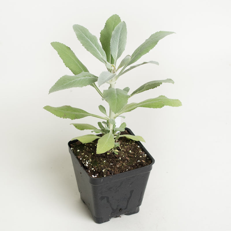 Sacred Sage (White Sage)