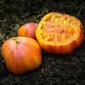 Big Rainbow Tomato