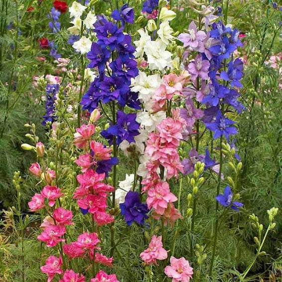 Larkspur
