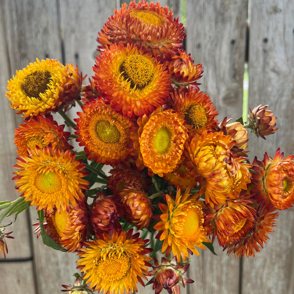 King Orange Strawflowers