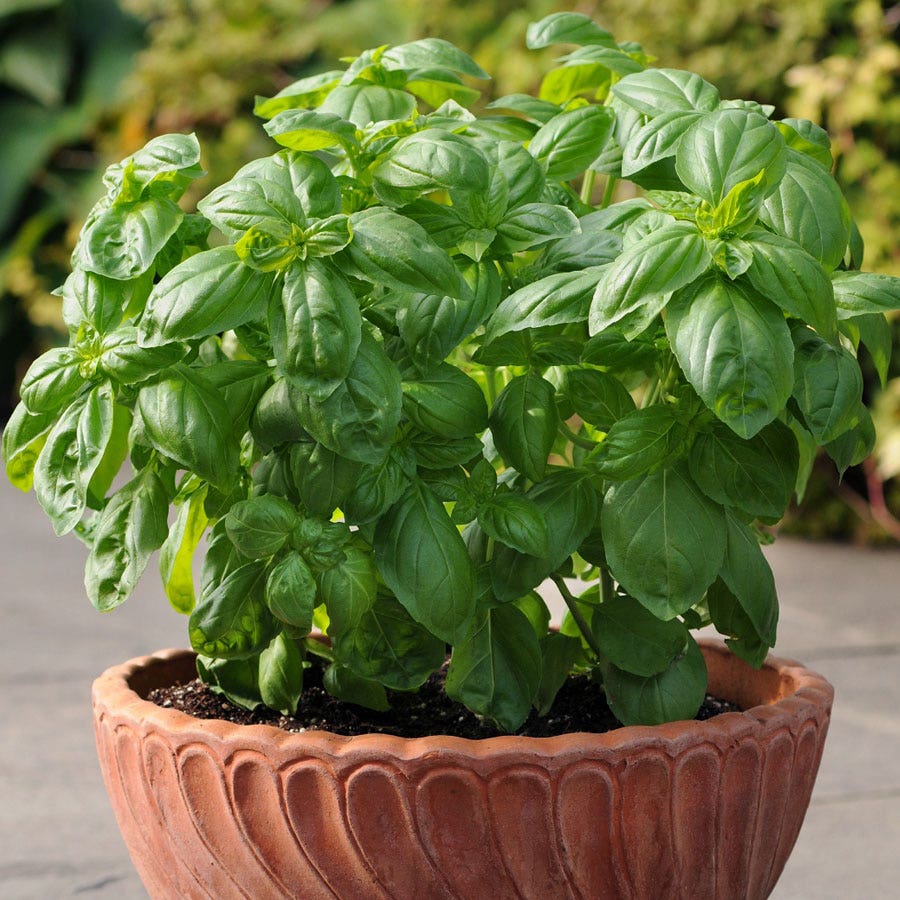 Dolce Fresca Basil