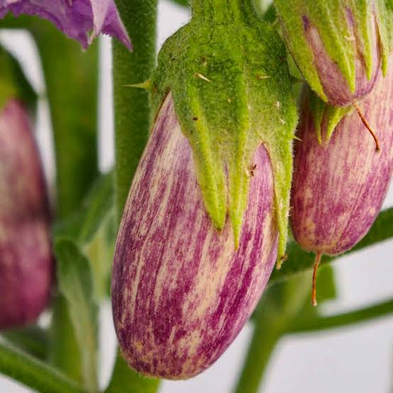 Jewel Marble Eggplant
